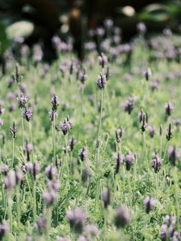 沙特阿美将页岩气革命带到阿拉伯沙漠 新闻