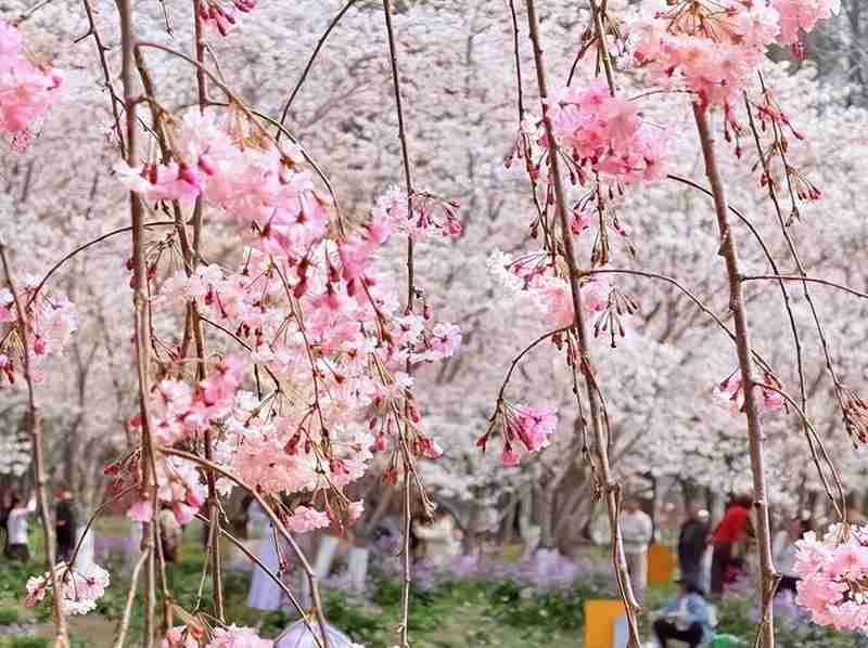  这个清明，有人穿越千年只为与你共赏一树花开 文化旅游