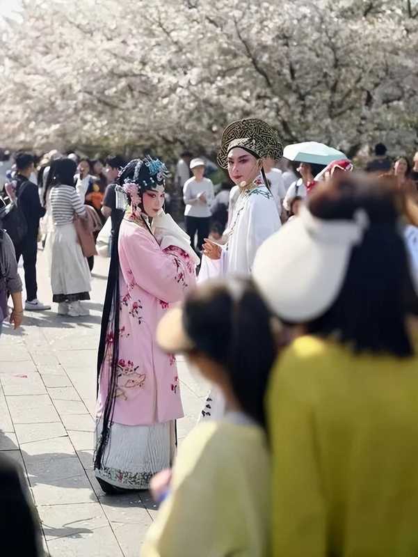  这个清明，有人穿越千年只为与你共赏一树花开 文化旅游