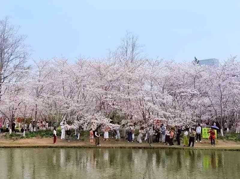  这个清明，有人穿越千年只为与你共赏一树花开 文化旅游