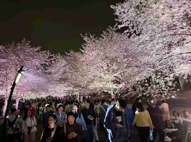  这个清明，有人穿越千年只为与你共赏一树花开 文化旅游