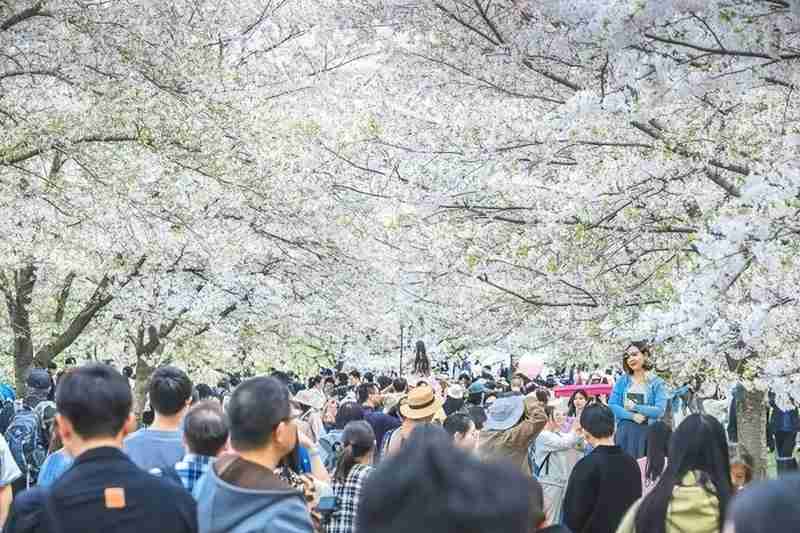  这个清明，有人穿越千年只为与你共赏一树花开 文化旅游