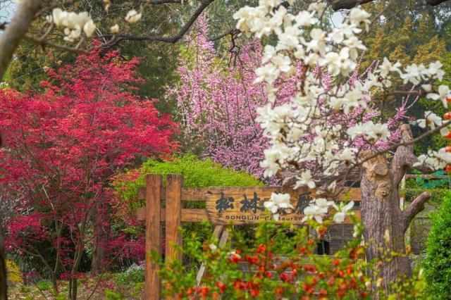  香山公园清明赏花攻略：三条精品路线技术拆解与实地验证 文化旅游