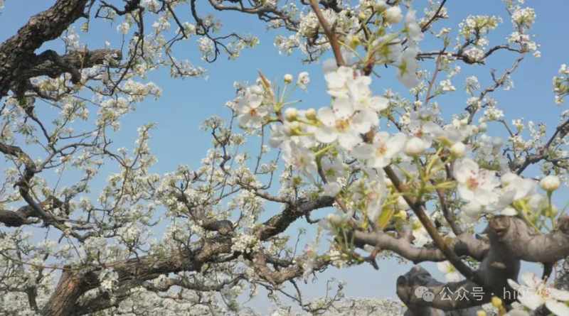  滨州清明春游目的地深度评测：5大免费景点全维度解析与高效出行方案 文化旅游