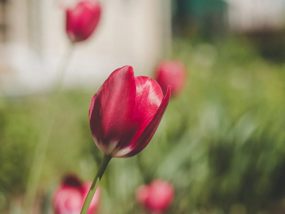  三月财富周期深度解析：三大生肖的复利增长逻辑与关键行动节点 文化旅游