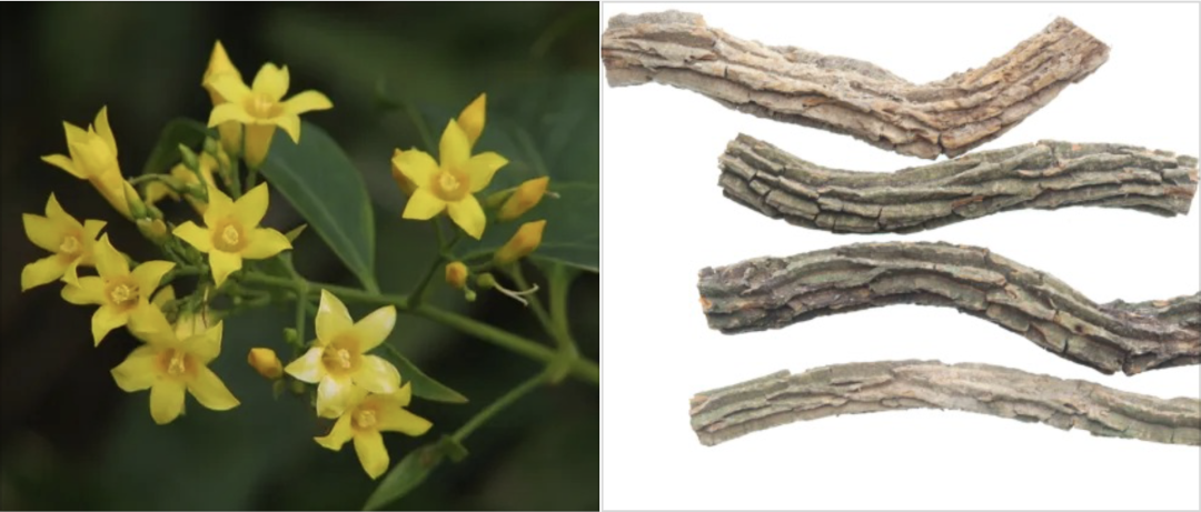  一碗鸡汤毁掉一个家：那些把断肠草当五指毛桃的人，后来怎么样了？ 健康养生