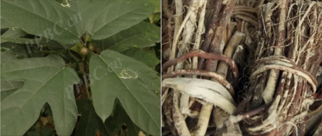  一碗鸡汤毁掉一个家：那些把断肠草当五指毛桃的人，后来怎么样了？ 健康养生